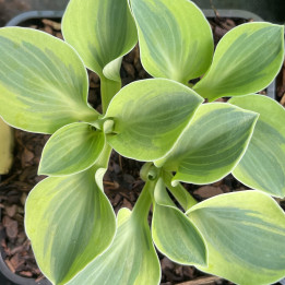 Hosta Mighty Mouse