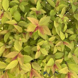 Spiraea japonica Magic Carpet