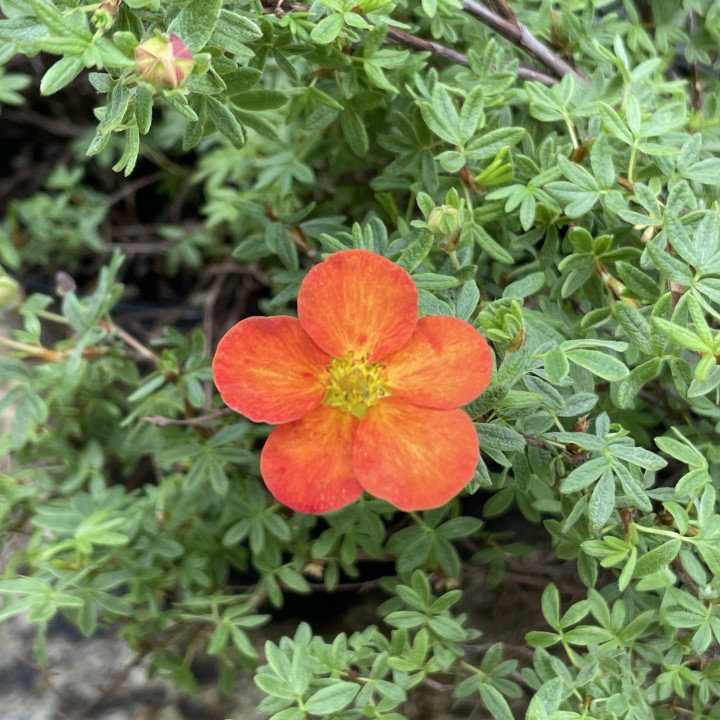 Potentilla fruticosa Red Ace
