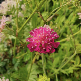 Fleurs du Knautia macedonica Mars Midget
