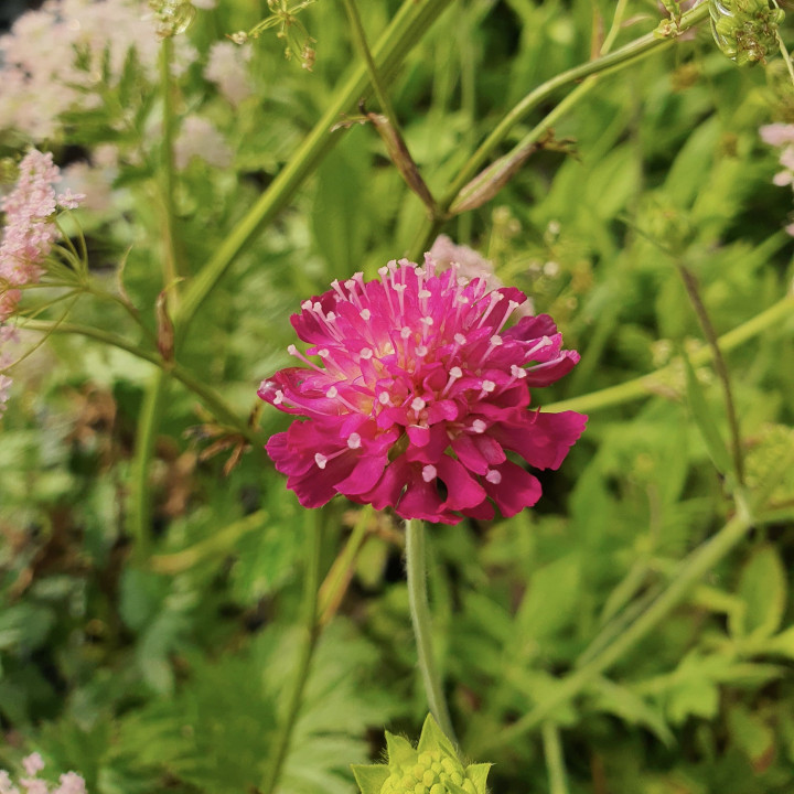 Fleurs du Knautia macedonica Mars Midget