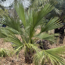 Washingtonia robusta