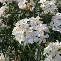 Choisya ternata Scented Gem