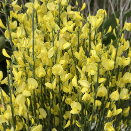 Cytisus praecox Allgold