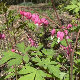 Dicentra spectabilis