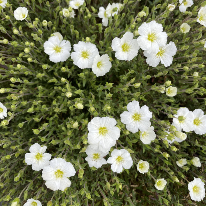 Arenaria montana