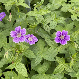 Floraison du Geranium nodosum Clos du Coudray