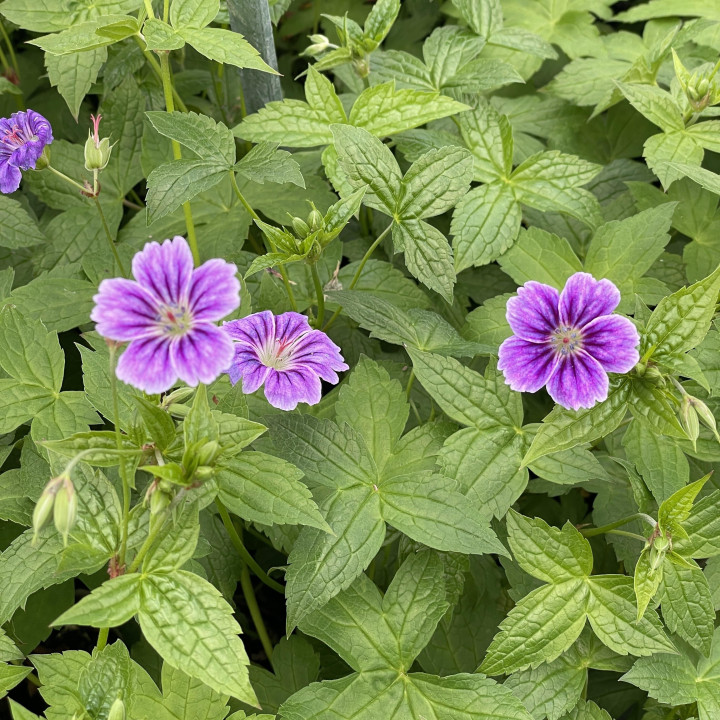 Floraison du Geranium nodosum Clos du Coudray