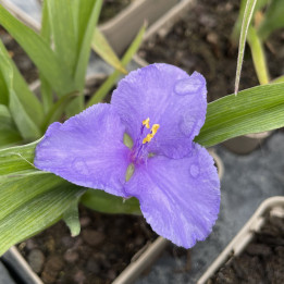 Tradescantia andersoniana Bärbel