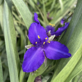 Tradescantia x andersoniana Leonora