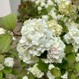 Viburnum plicatum Grandiflorum