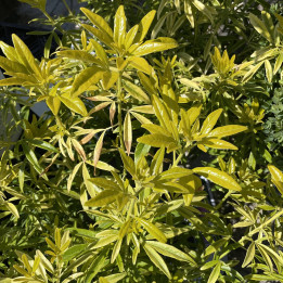 Choisya ternata Goldfinger