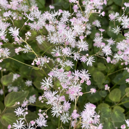 Thalictrum ichangense Purple Marble