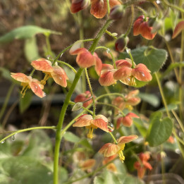 Epimedium warleyense Orange Königin