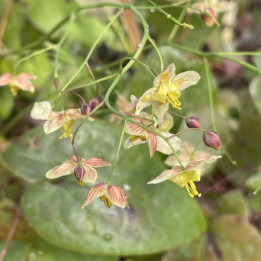 Epimedium pinnatum Black Sea