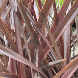 Phormium Amazing Red