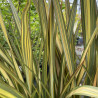 Phormium tenax Apricot Queen