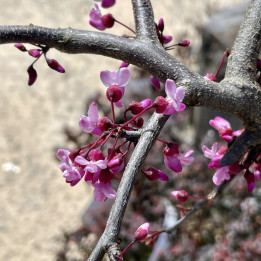 Cercis canadensis Ruby Falls