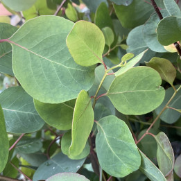 Eucalyptus camphora