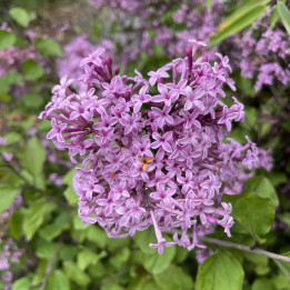 Syringa microphylla Red Pixie