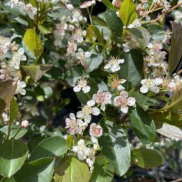 Aronia melanocarpa Autumn Magic