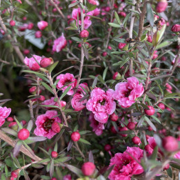 Leptospermum Red Damask