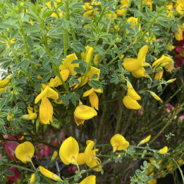 Cytisus Golden Sunlight