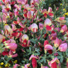 Cytisus scoparius Andreanus Splendens