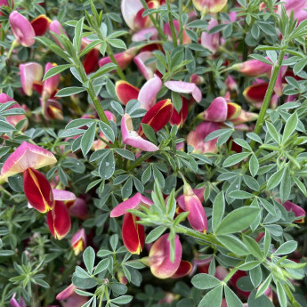 Cytisus scoparius Andreanus Splendens Cytisus scoparius Andreanus Splendens