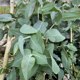 Eucalyptus nitens