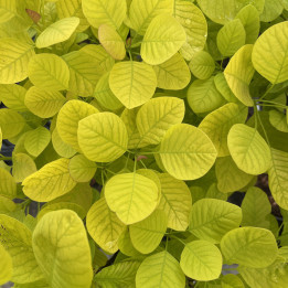Cotinus coggygria Golden Spirit