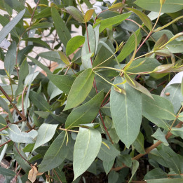 Eucalyptus nitida