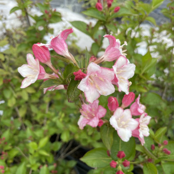 Weigela Florida 'Alexandra' - Arbuste à Feuilles Pourpres Et Fleurs Rouge Vif, Conteneur 3-4 Litres