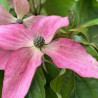 Cornus kousa Satomi Compact