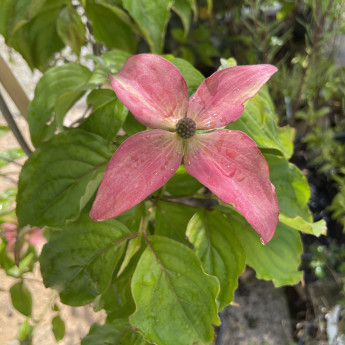 Cornus kousa Satomi Compact Cornus kousa Satomi Compact