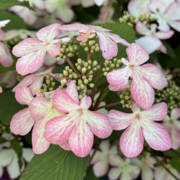 Viburnum plicatum Molly Schroeder