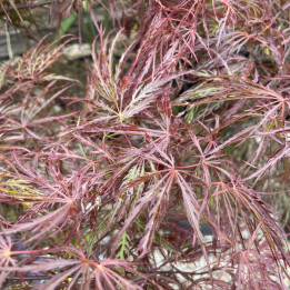Acer palmatum dissectum Crimson Queen