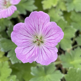 Geranium Mavis Simpson