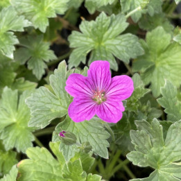 Geranium riversleaianum Russel Prichard