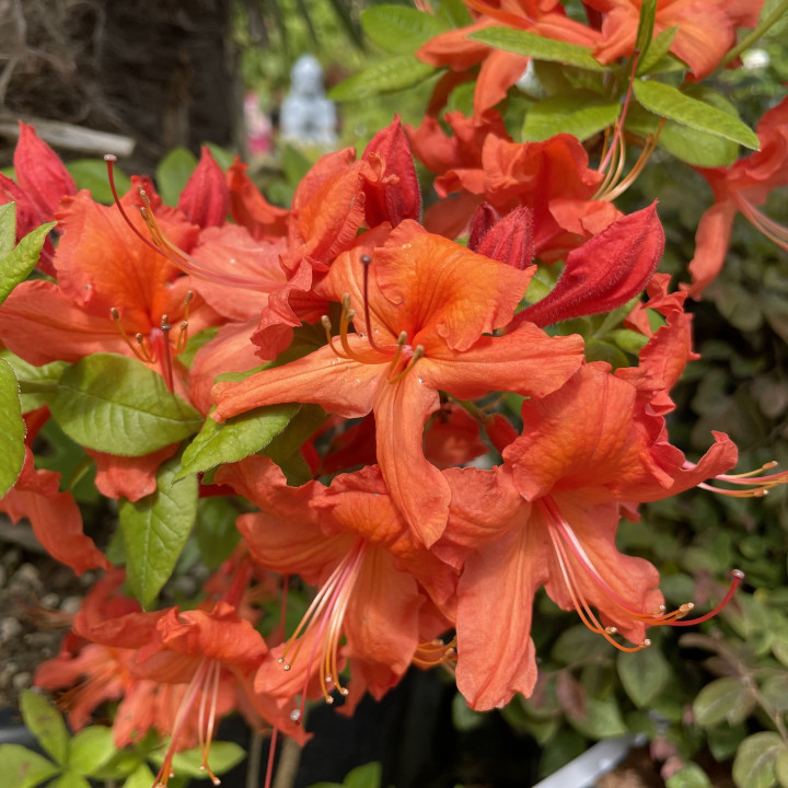 Azalée mollis Hotspur Red
