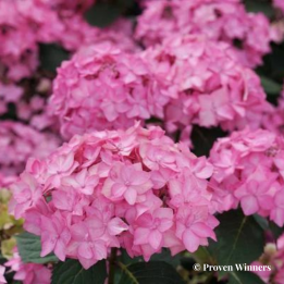 Hydrangea serrata Frozen Smoothie