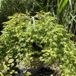 Acer palmatum Ryusen