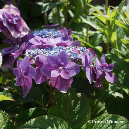 Hydrangea serrata BlackBerry Pie