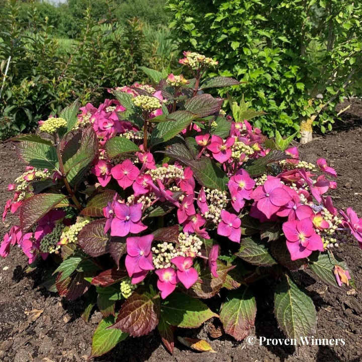 Hydrangea serrata BlackBerry Pie