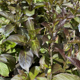 Weigela Ebony and Ivory