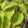 Cornus kousa Milky Way