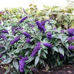 Buddleja Rocketstar Indigo