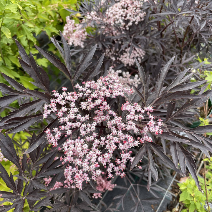 Sambucus nigra Black Lace