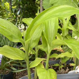 Gingembre japonais