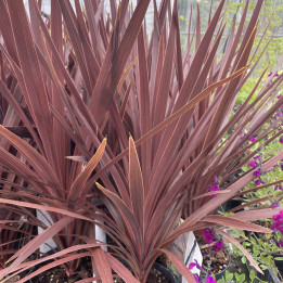 Cordyline australis Red Star